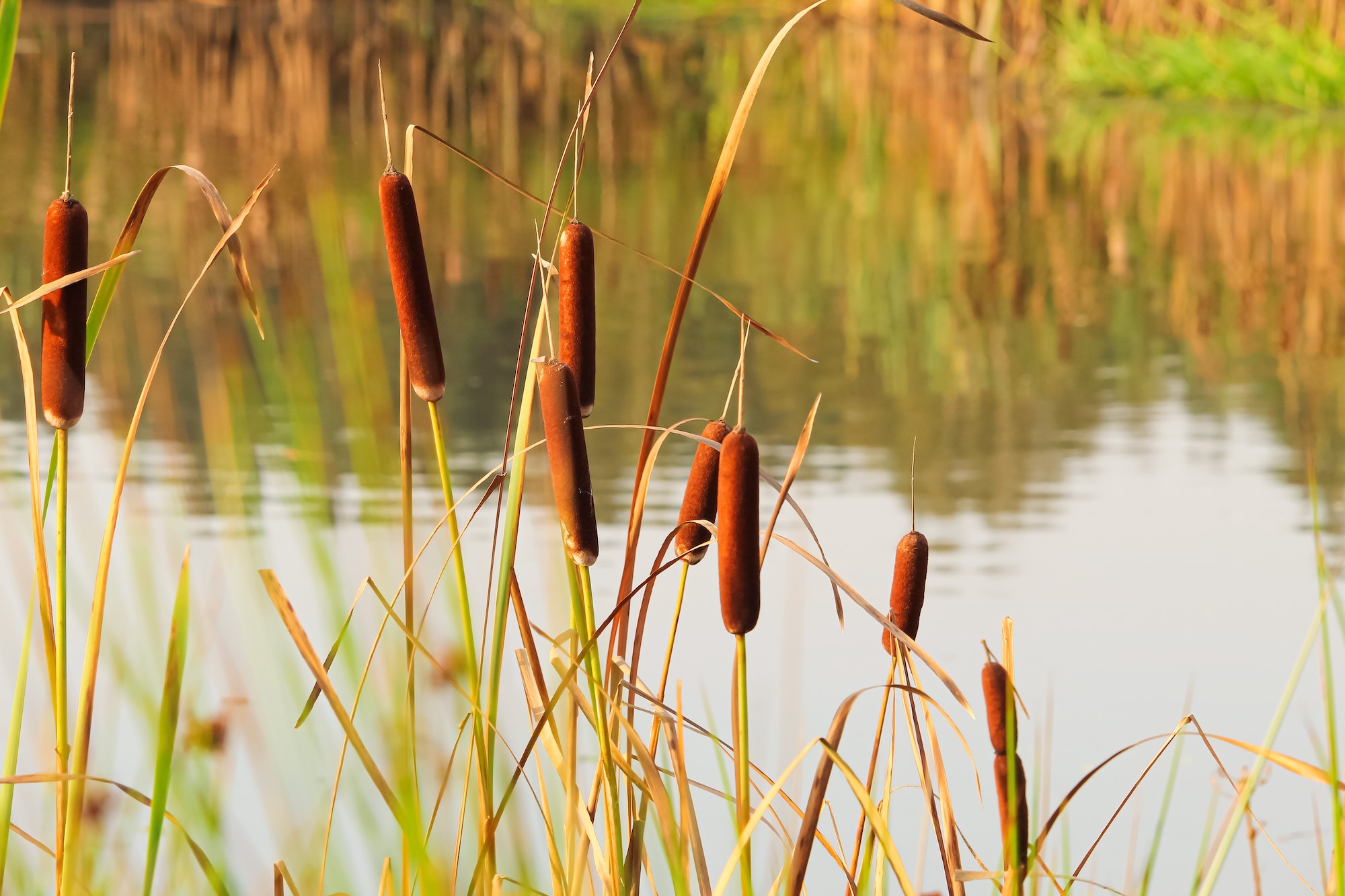 how to kill cattails in ponds