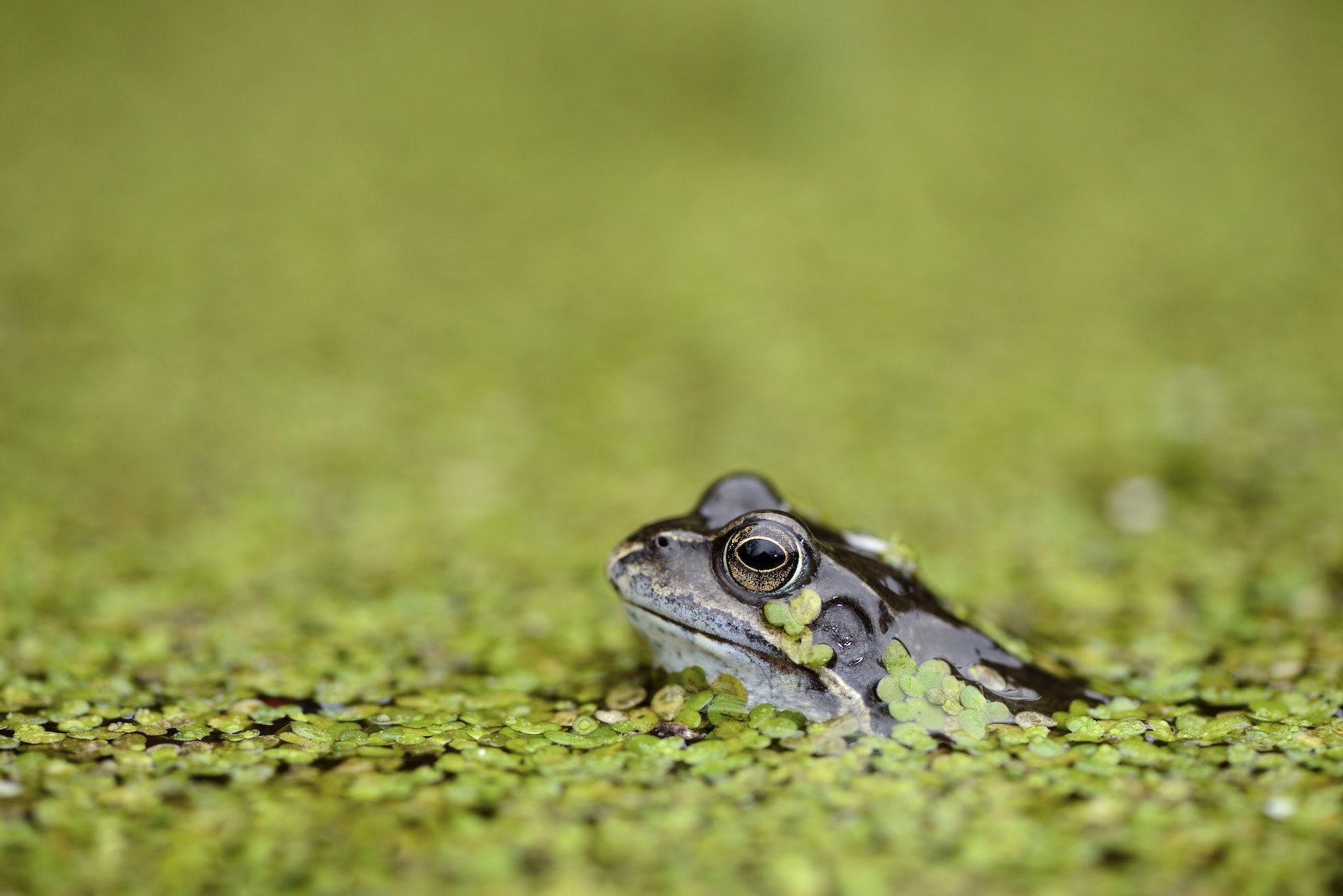 Common frog in duckweed in water