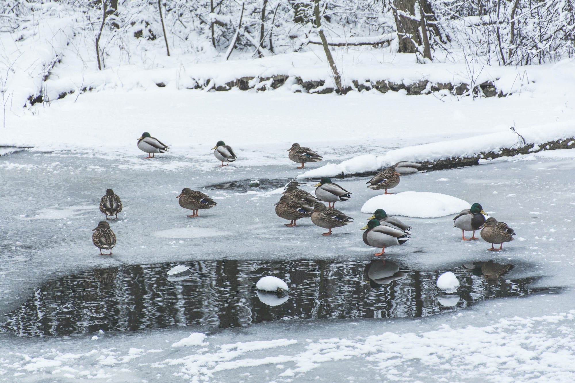 ducks on frozen pond in snowy park