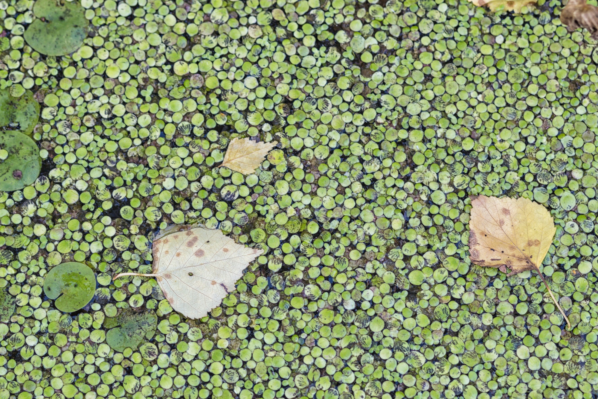 duckweed on the surface of the water