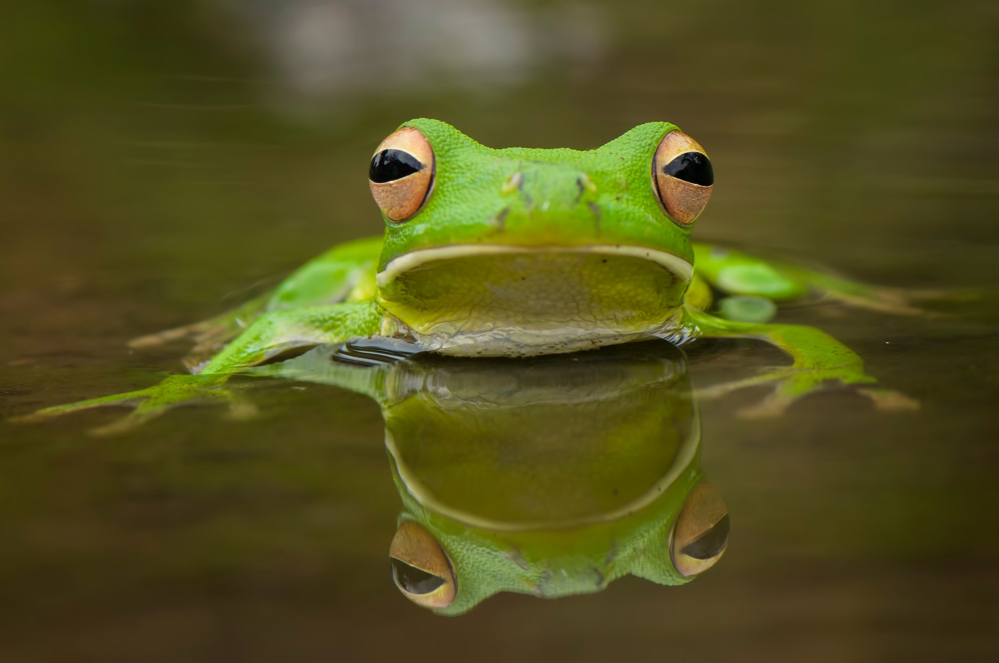 Frog on the water