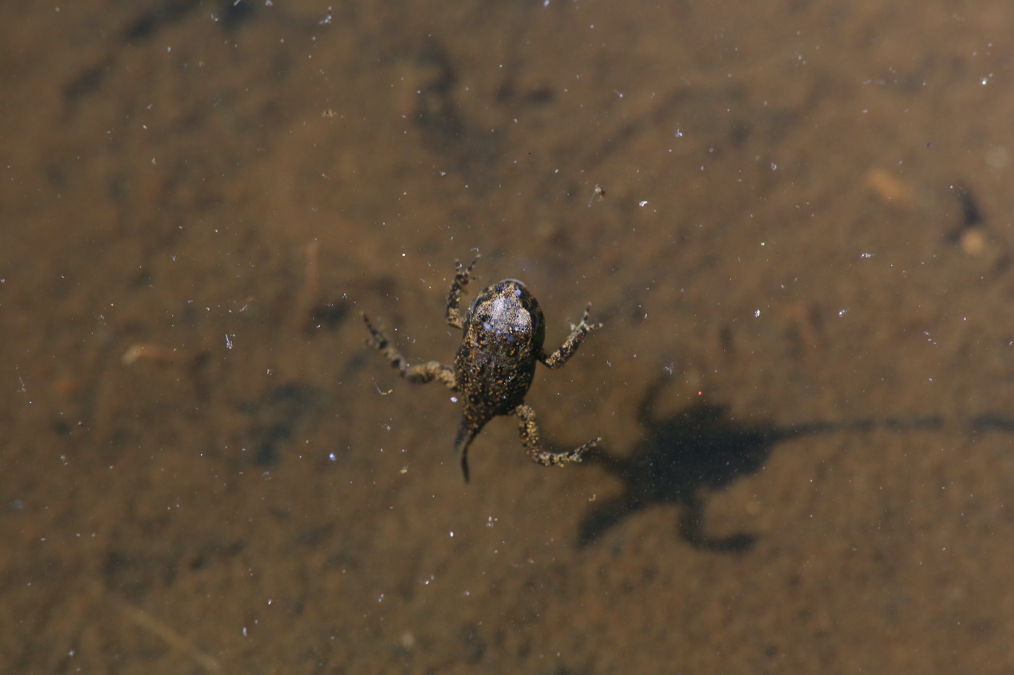 Frog still with tadpole tail swimming in a river shallow with head above water.
