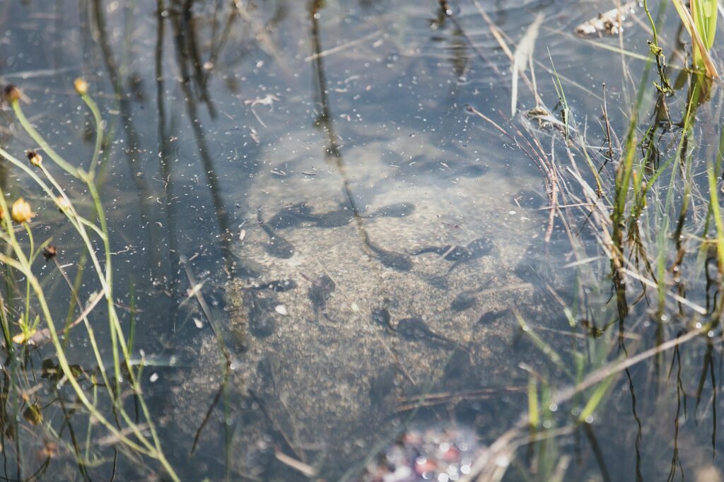 Group of tadpoles swimming in water