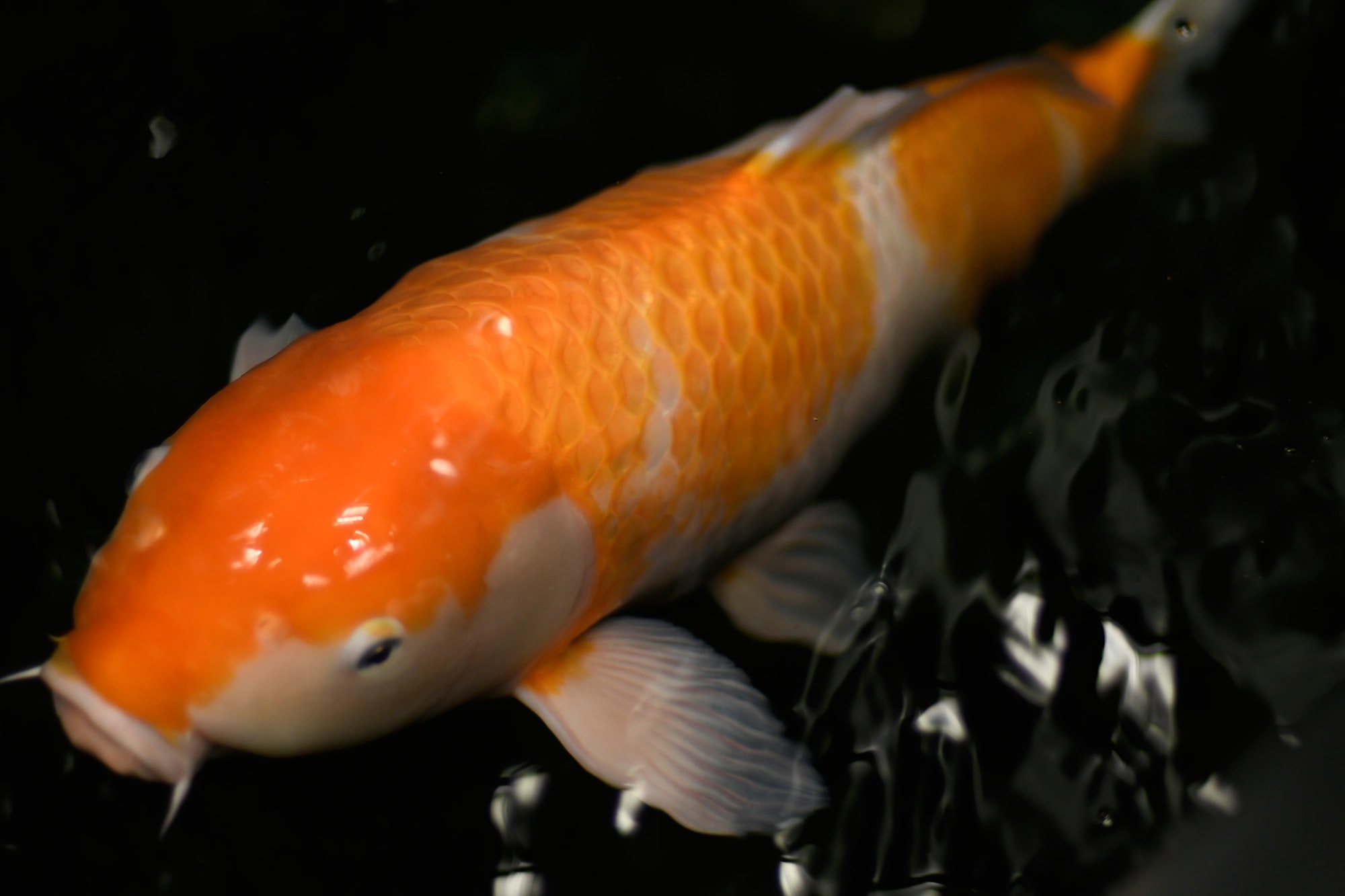 koi fish in a pond, black background