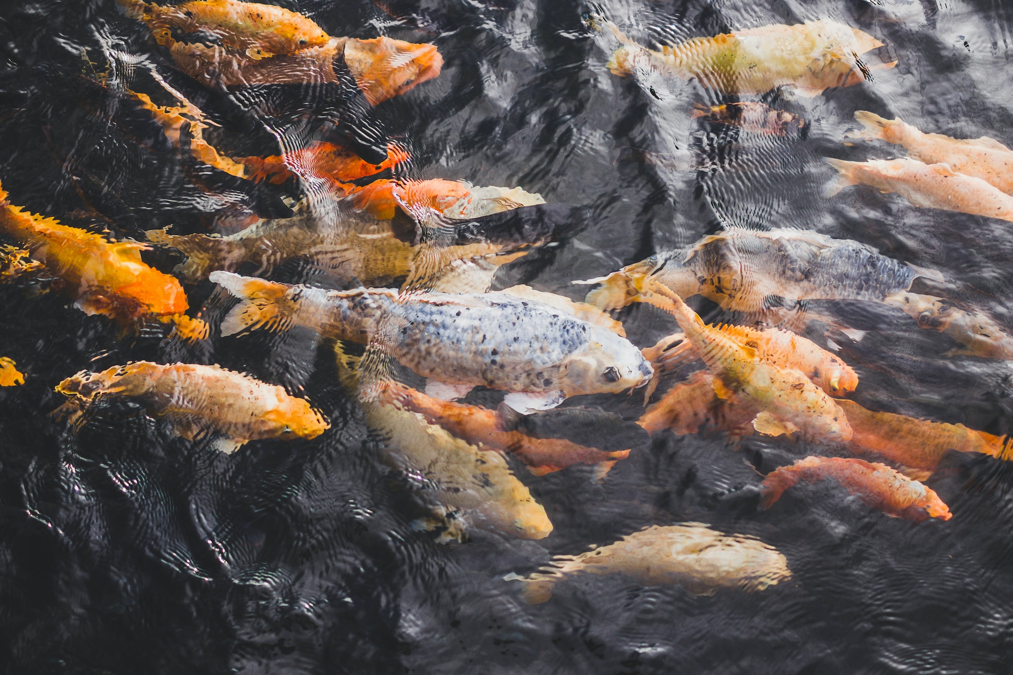 Many bright colorful gold fishes in pond water