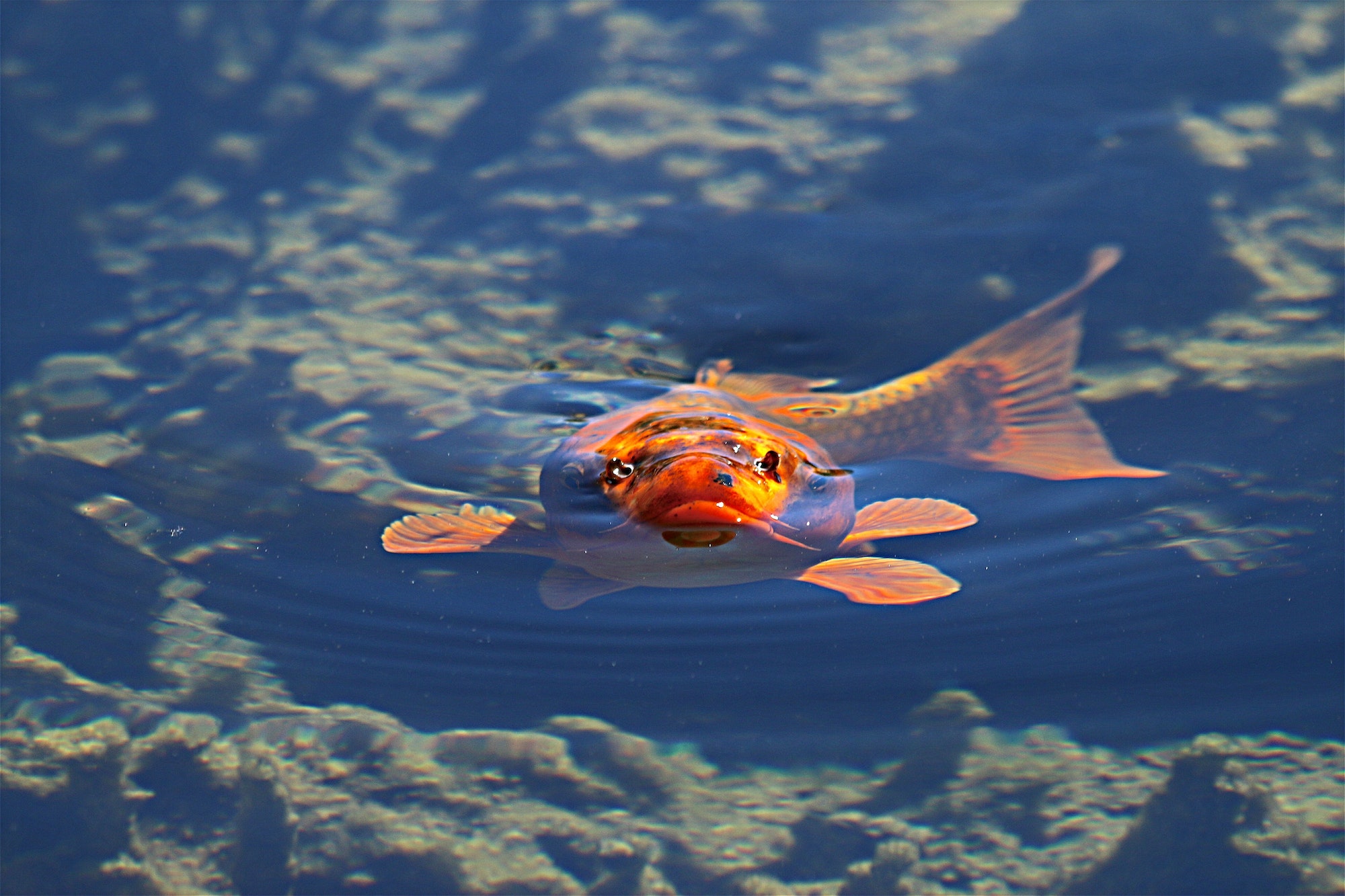 Natural background image of orange Koi fish in a pond of clear water.