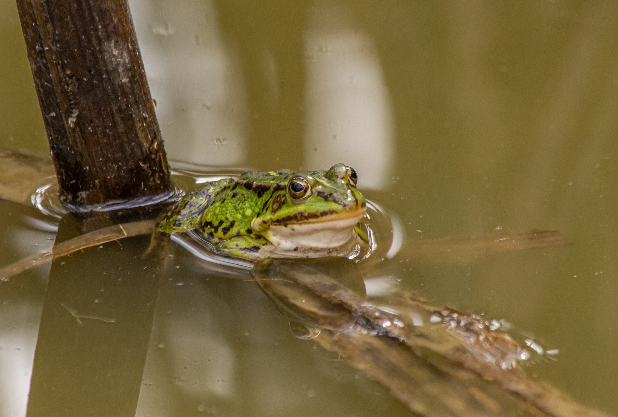 Relaxed frog in the pond
