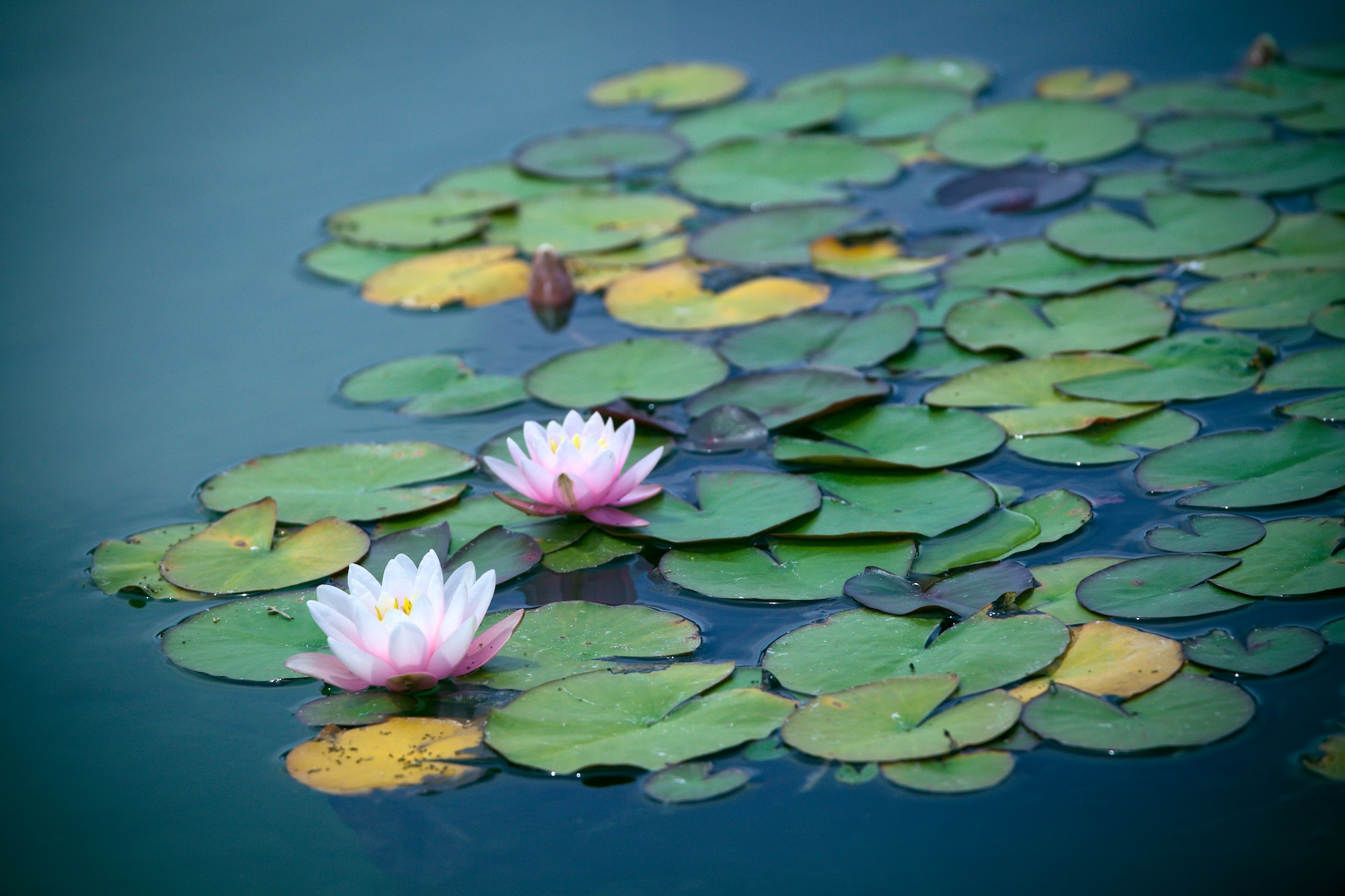 Waterlilies in the pond (nominated on Feb 24)