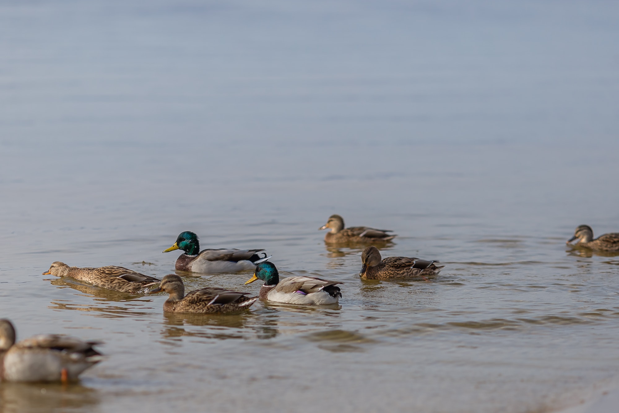 wild ducks on the shore of the pond