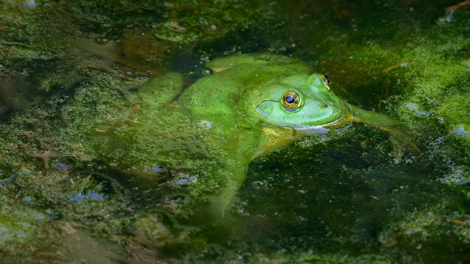 get rid of algae in a pond