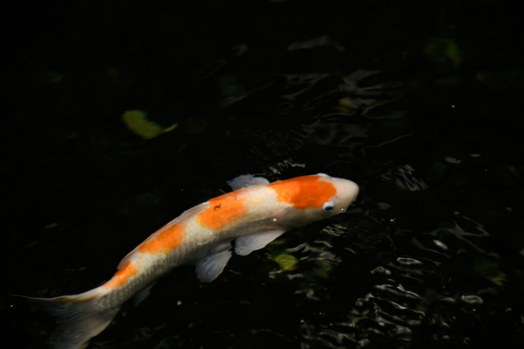 how much are koi fish worth