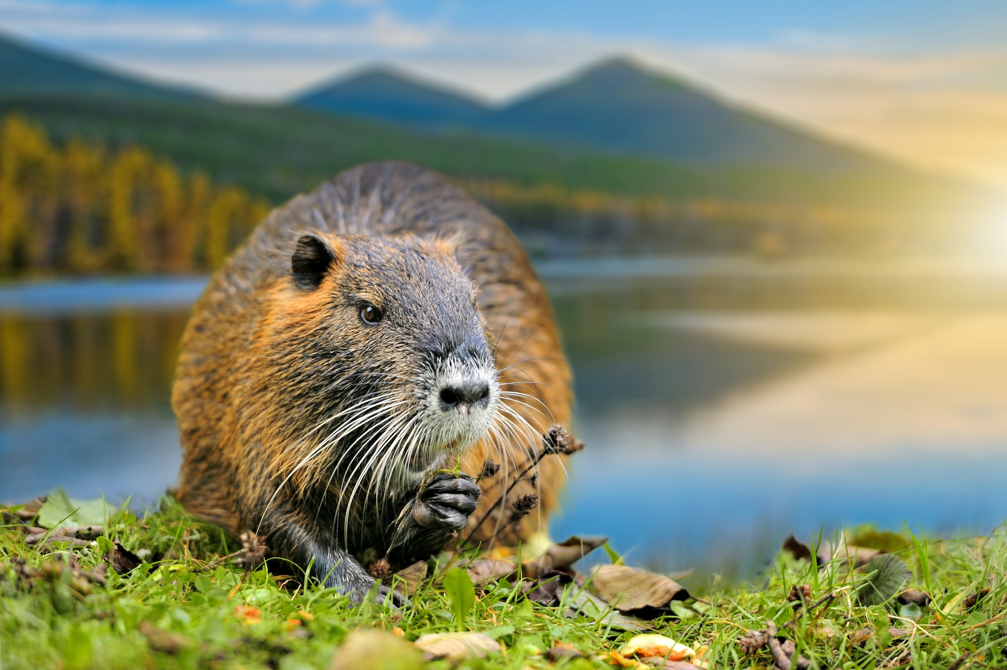 how to get rid of muskrats in ponds