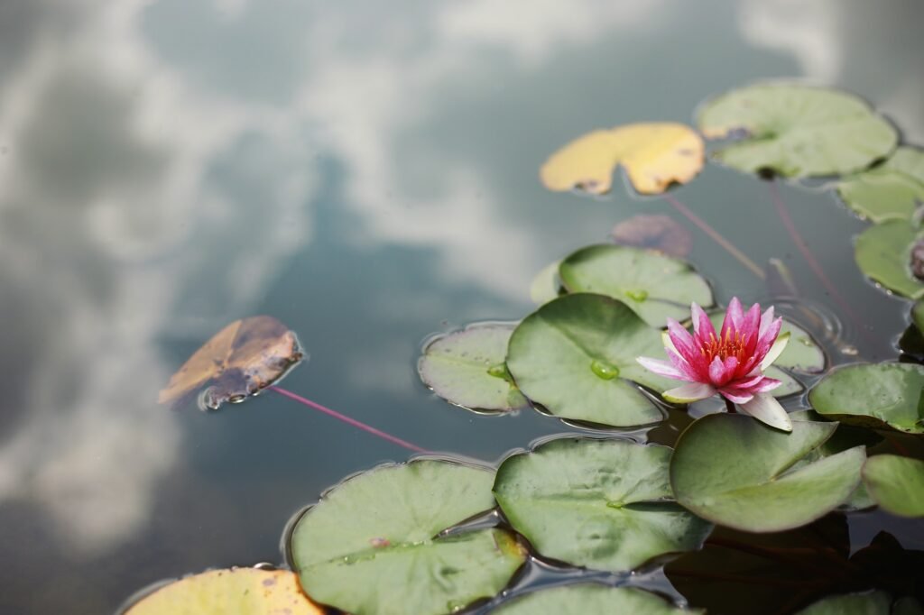 how to clear cloudy pond water