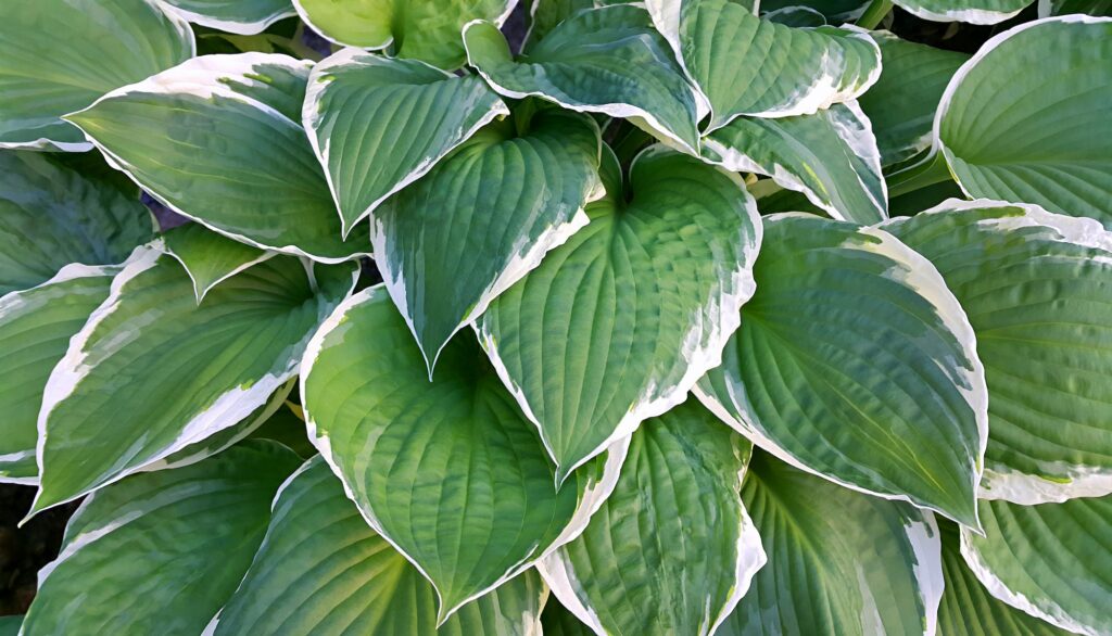 Hosta leaves background