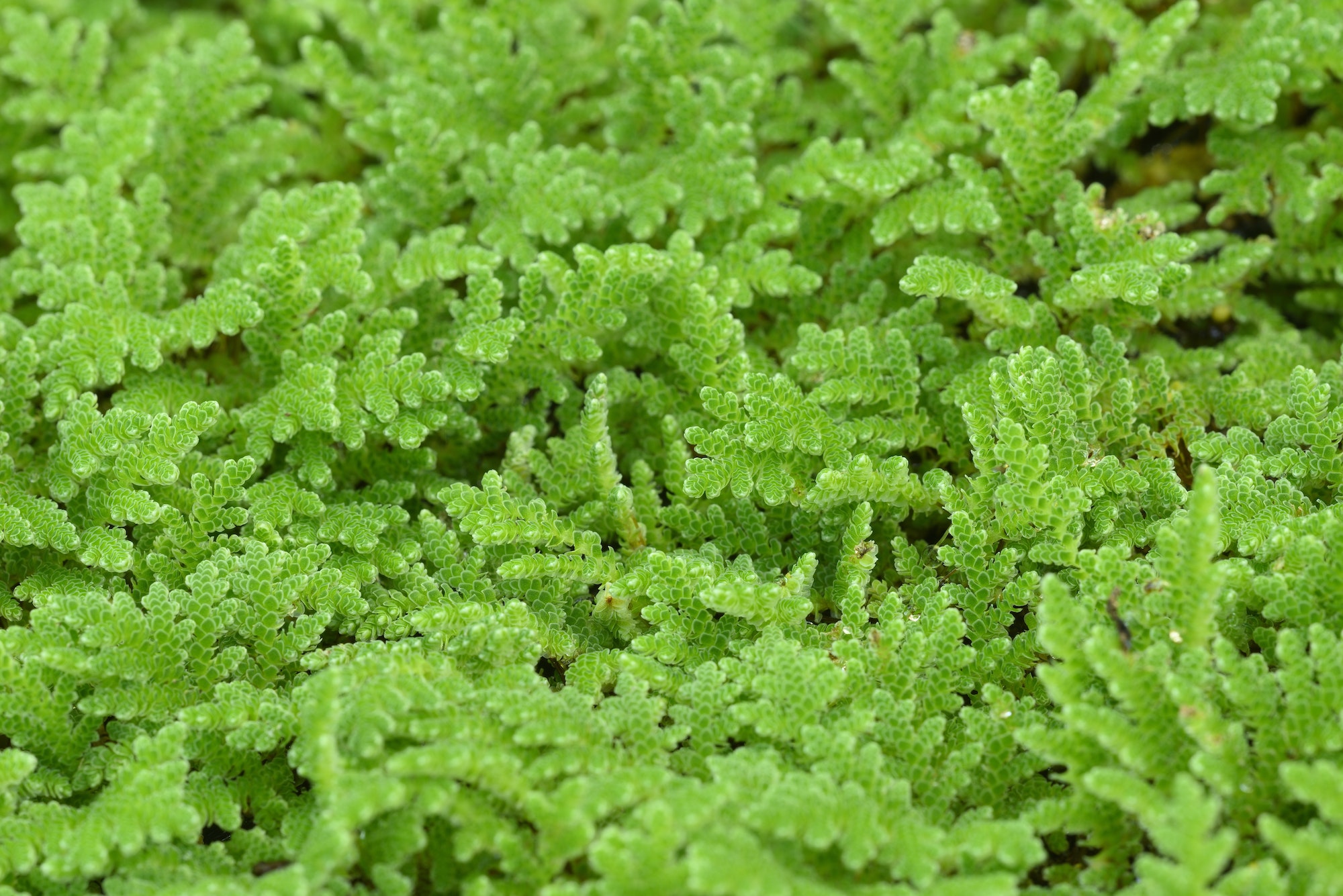 Detail of water mosquito fern, fairy moss, freshwater aquatic Azolla.