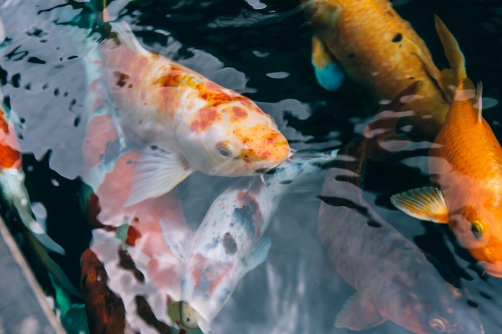 Japanese aquatic colorful Koi fishes swimming peacefully in the pond - Close up shot.