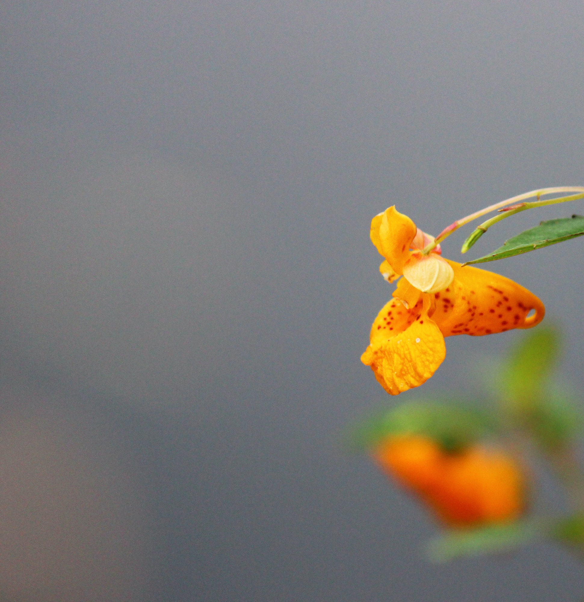 Spotted Jewelweed Wildflower