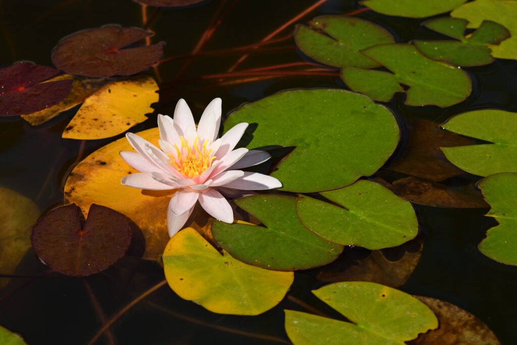 Water lily in pond close-up