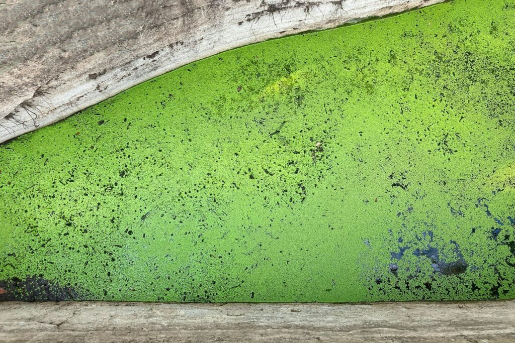 background green algae in an artificial pond, concrete walls