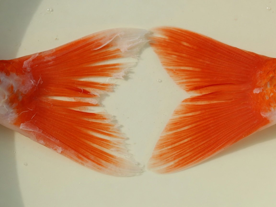 Side-by-side comparison of koi fin showing fin rot symptoms versus a healthy intact koi fin